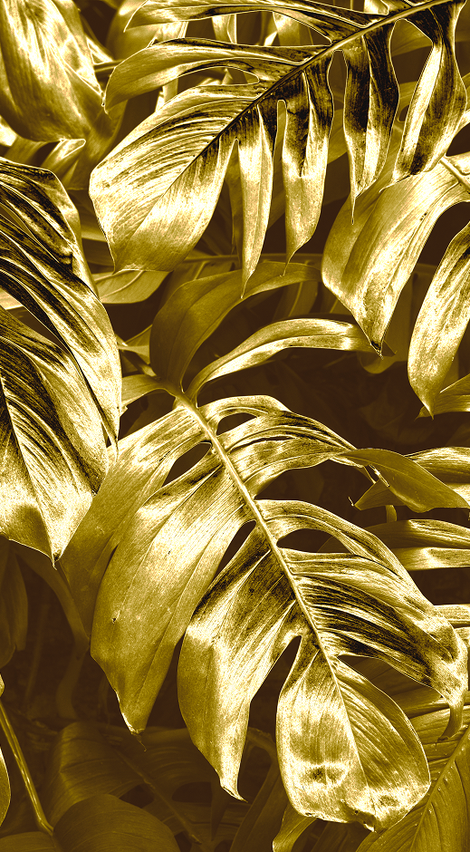 Gold Monstera Leaves